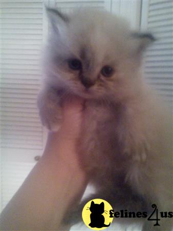 kelleb Picture 1